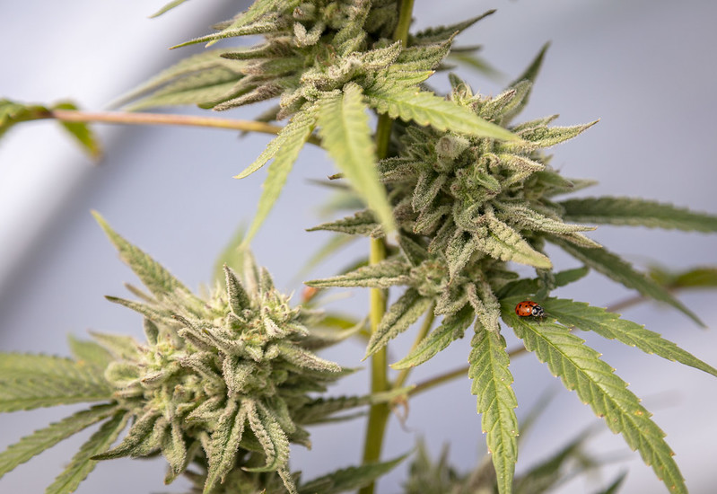 Va. future retail marijuana market likely depends on gubernatorial election